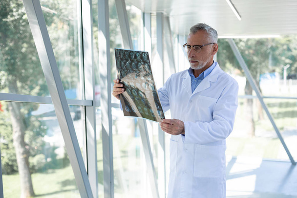 Attentive grey-haired doctor looking at X-ray picture - Foto, Imagem