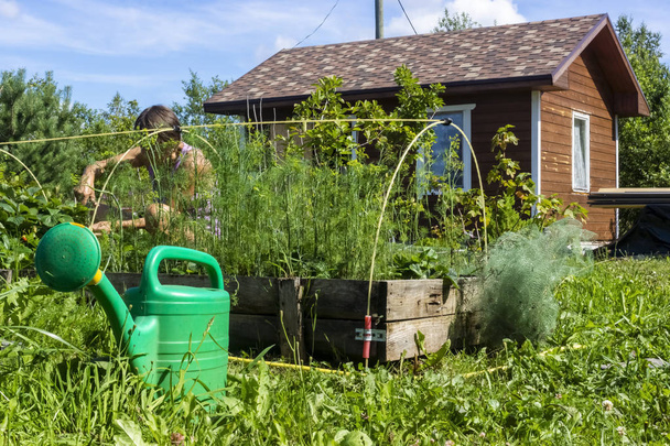 Woman works on growing vegetables in garden at summer cottage - Photo, Image