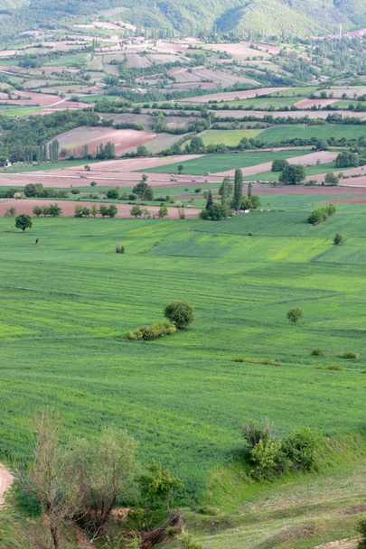 αγροτικό τοπίο με πεδίο σιτάρι - Φωτογραφία, εικόνα