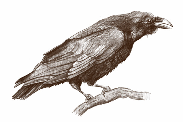 Рисунок ворона
 - Фото, изображение