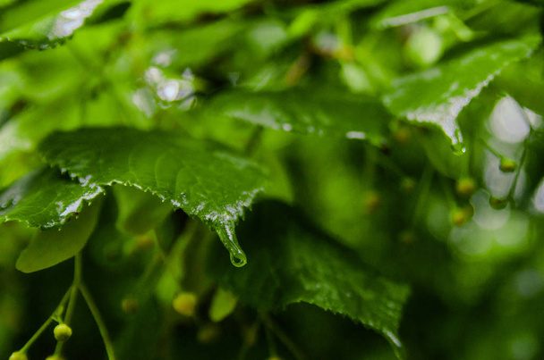 vihreät lehdet sadepisaroilla - Valokuva, kuva
