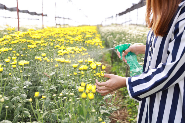 Vonzó ázsiai nő, poharak és fehér kék inget permetezés krizantém virágok (mezőgazdasági koncepció) - Fotó, kép