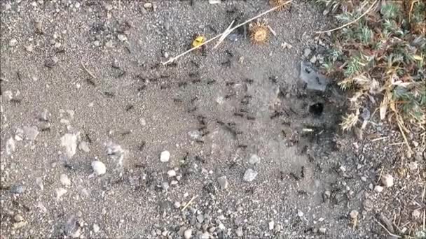Czarne mrówki biegające z prędkością do tyłu i do przodu od otworu w ziemi w andaluzyjskim krajobrazem - Materiał filmowy, wideo