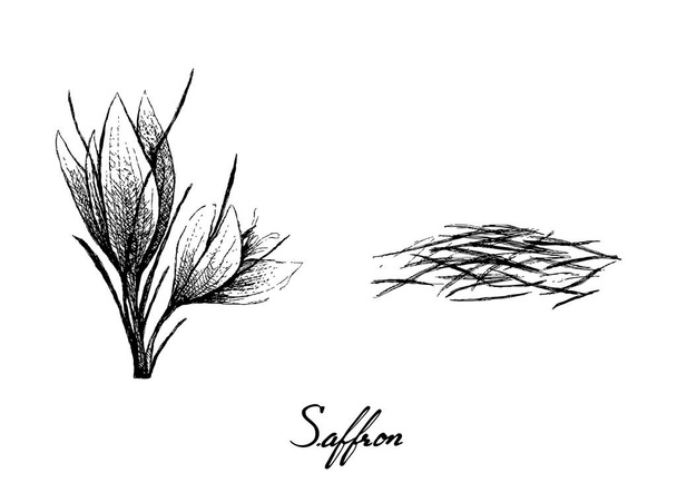 Disegnato a mano di filo di zafferano e fiori
 - Vettoriali, immagini