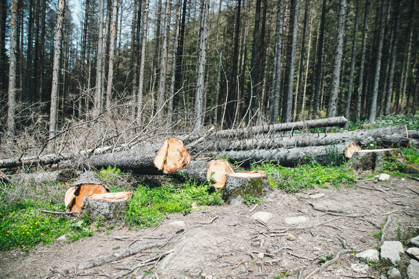 Catástrofe ecológica. Foto de tala ilegal. Problema ambiental y peligro
 - Foto, Imagen