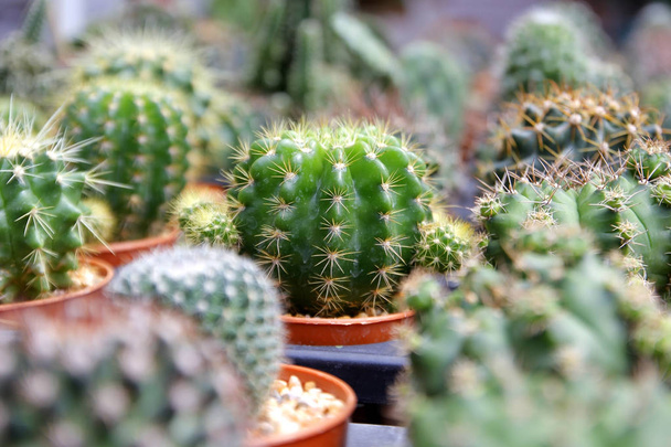hermoso cactus en floristería
 - Foto, imagen