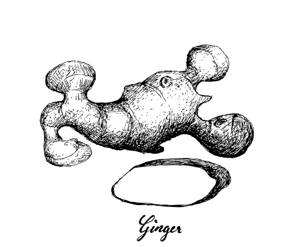 Hand aus Ingwerwurzel auf weißem Hintergrund gezeichnet - Vektor, Bild
