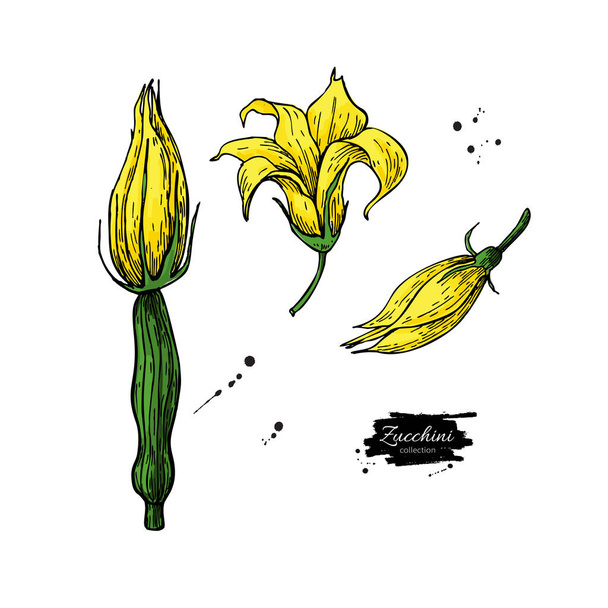 Flor de calabacín dibujado a mano vector ilustración conjunto. Objeto de estilo vegetal aislado
. - Vector, Imagen