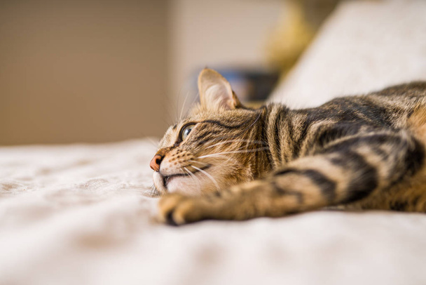 Hermoso gato de pelo corto acostado en la cama en casa
 - Foto, Imagen