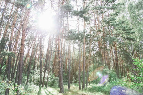 Piękny las sosnowy - Zdjęcie, obraz