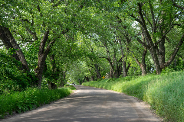 Tree Lined Road - Photo, Image