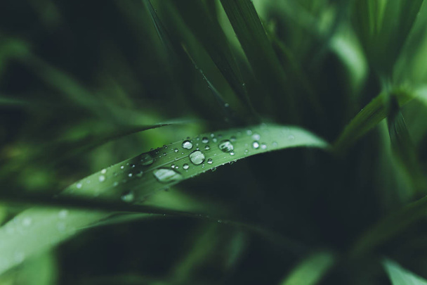 Vesipisarat vihreällä ruoholla sadekauden aikana
 - Valokuva, kuva