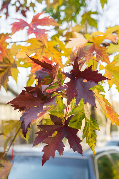 Színes Autumne levelek - Fotó, kép