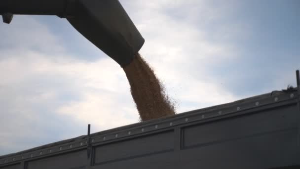 Combine colheitadeira carregando grãos de trigo. Grânulos secos amarelos caindo no caminhão reboque. Rye derramando no fundo do céu. Conceito de colheita. Movimento lento Fechar Visão baixa
 - Filmagem, Vídeo