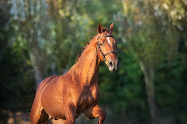 Paard close-up portret in beweging in hoofdstel - Foto, afbeelding