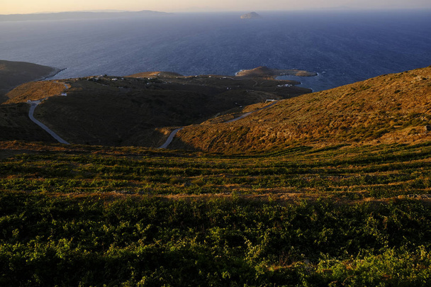 Viinitarha auringonlaskun aikaan Serifos Islandilla Kreikassa elokuu 18, 2019
. - Valokuva, kuva