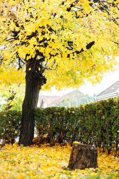 Single tree with falling yellow leaves in late autumn - Photo, Image