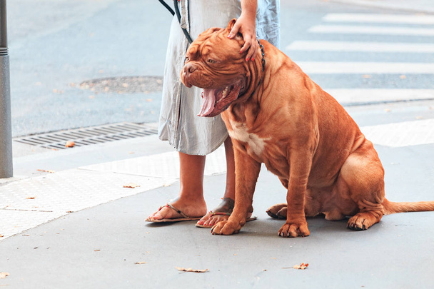 Vista de cerca de bulldog divertido y espeluznante en la calle de la ciudad. Enfoque suave
 - Foto, Imagen