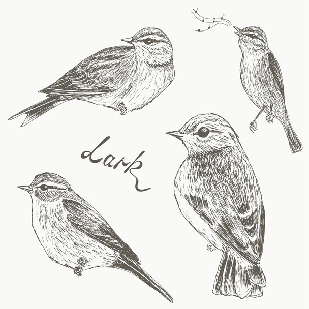Birds set. Larks - Vetor, Imagem
