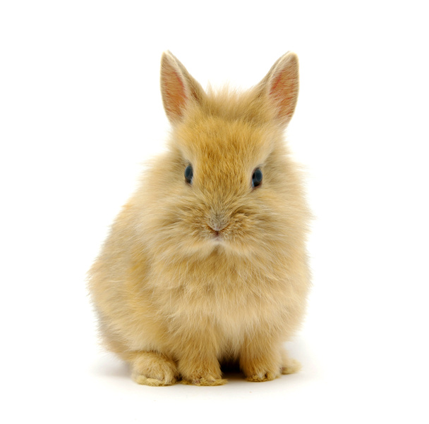 Pequeño conejo marrón
 - Foto, Imagen