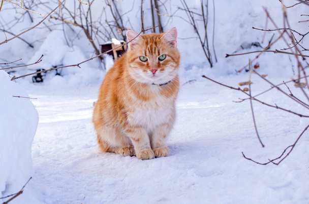 Gyönyörű vörös hajú, zöld szemű macska ül a hóban a nap - Fotó, kép