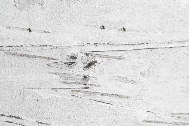Brzoza kora nieprzepuszczona kora północnoamerykańskiego papieru brzozy - Zdjęcie, obraz