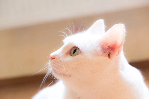 Portret białego kota z zielonymi, pięknymi oczami. Wyraziste spojrzenie puszystego kota. Miękki, biały płaszcz. - Zdjęcie, obraz