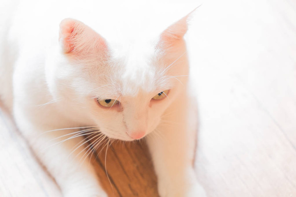 Valkoisen, vihreäsilmäisen kissan muotokuva. Pörröisen kissan ilmeikäs ilme. Pehmeä, valkoinen takki
. - Valokuva, kuva
