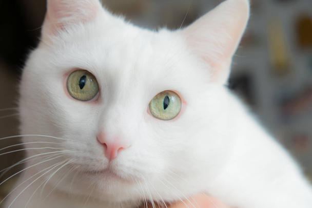 Portrait d'un chat blanc aux yeux verts et beaux. Le look expressif d'un chat moelleux. Manteau doux et blanc
. - Photo, image