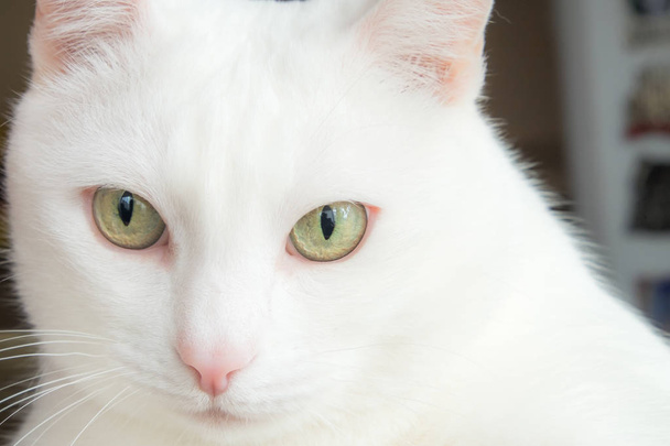 Πορτρέτο μιας λευκής γάτας με πράσινα, όμορφα μάτια. Το εκφραστικό βλέμμα μιας χνουδωτής γάτας. Απαλό, λευκό παλτό. - Φωτογραφία, εικόνα