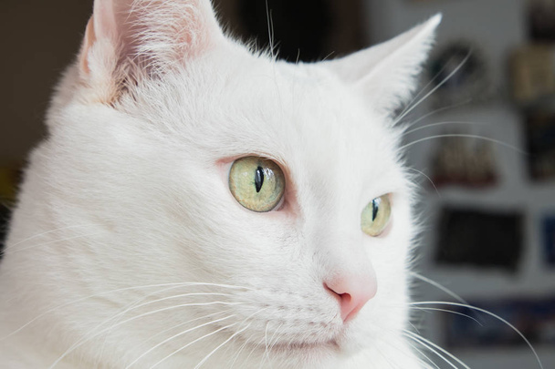 Portrait of a white cat with green, beautiful eyes. The expressive look of a fluffy cat. Soft, white coat. - Photo, Image