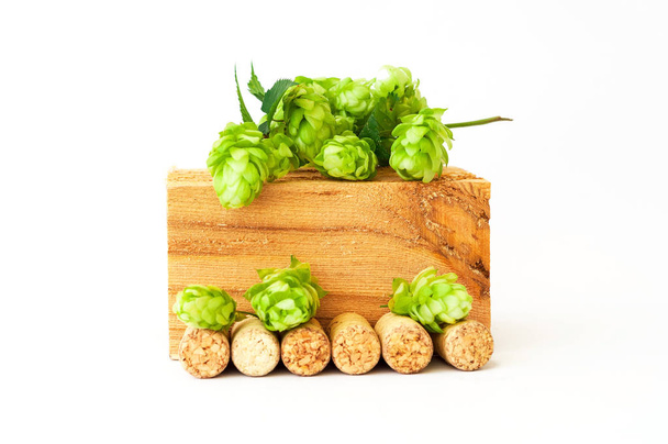 Beer brewing ingredients. Green fresh hop isolated on white back - Photo, Image