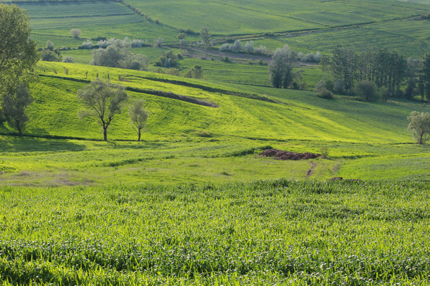 αγροτικό τοπίο με πεδίο σιτάρι. - Φωτογραφία, εικόνα