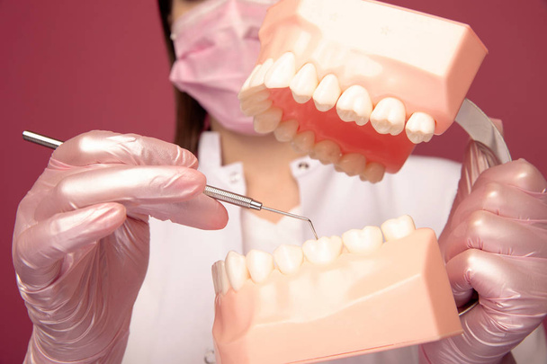 Fiatal szakember fogorvos kesztyűt a rózsaszín stúdióban dolgozó hamis állkapocs elszigetelt. - Fotó, kép