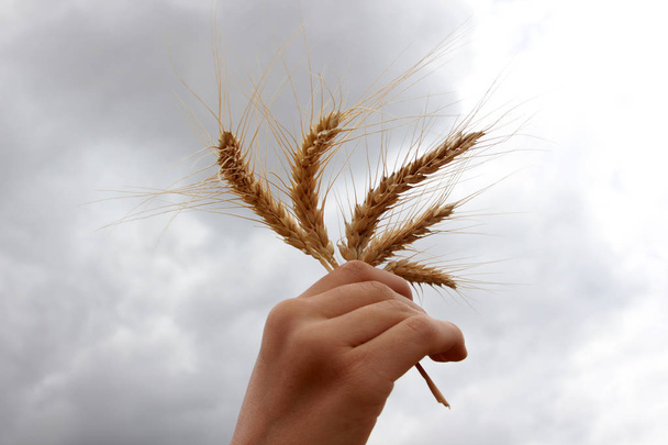 image de blé doré à la campagne
 - Photo, image