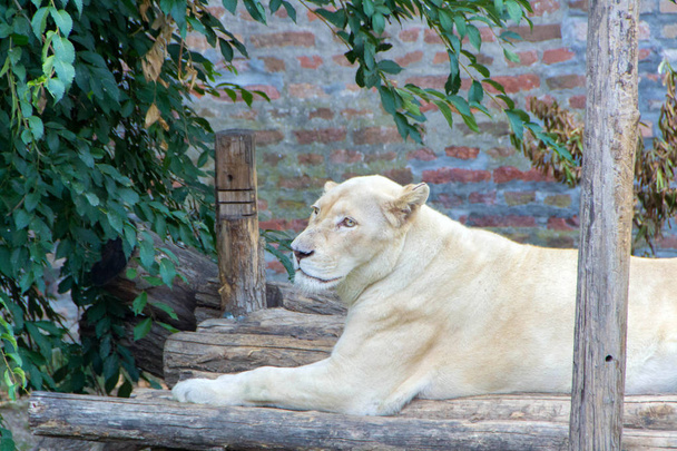 Retrato de leoa albina
 - Foto, Imagem