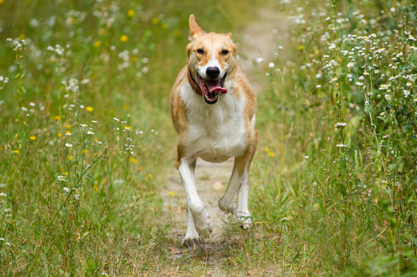 щасливий собака пробіжить
 - Фото, зображення