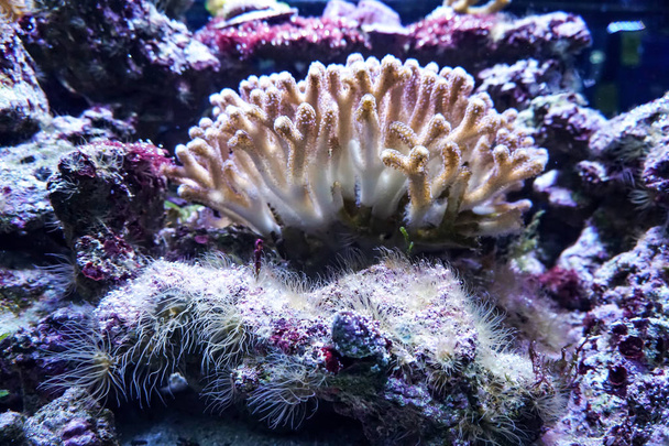 Korallenriff-Aquarium Fischanemonen verschließen Meerwasser - Foto, Bild