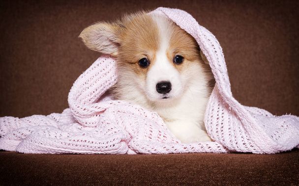 little welsh corgi puppy in a blanket - Fotoğraf, Görsel