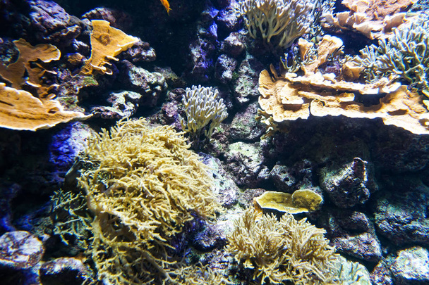 Coral Reef Aquarium vis anemonen close up zee oceaan water - Foto, afbeelding