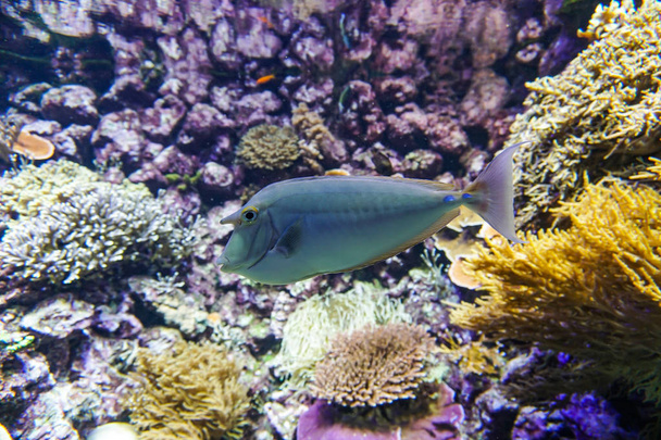 Mercan resif akvaryum balık anemonlar deniz okyanus suyu kadar yakın - Fotoğraf, Görsel