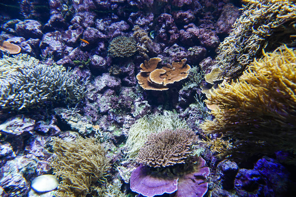Coral reef aquarium fish anemones close up sea ocean water - Photo, Image