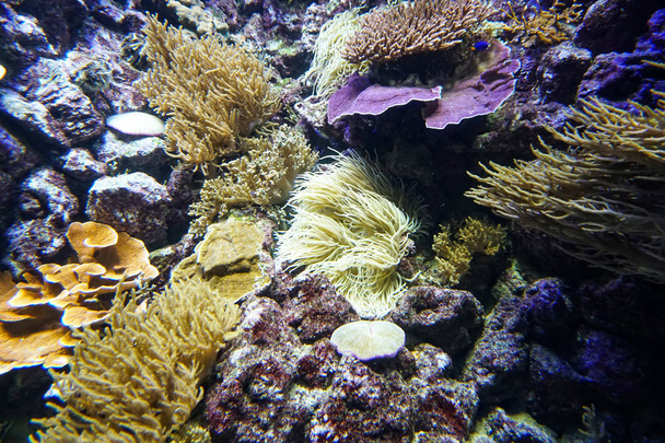 Анемоны аквариумных рыб кораллового рифа закрывают морскую воду
 - Фото, изображение