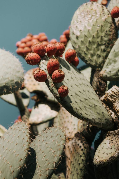 Vertical closeup shot of beautiful cacti branches with prickly peach fruit on them - 写真・画像