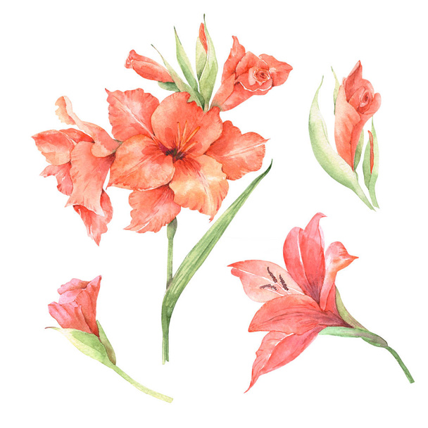 白い背景に水彩画を描く赤いグラディオラスの花のセット - 写真・画像