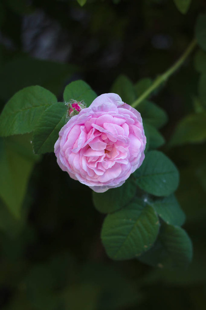 vaaleanpunainen tee nousi kukka taustalla tumma lehvistö
 - Valokuva, kuva