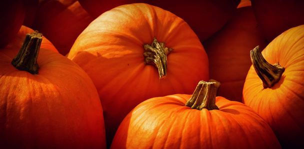 Thanksgiving, fall or autumn greeting background with pumpkin - Photo, Image
