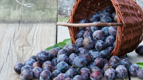Plum harvest. Plums in a wicker basket on wooden background. Harvesting fruit from the garden - Footage, Video