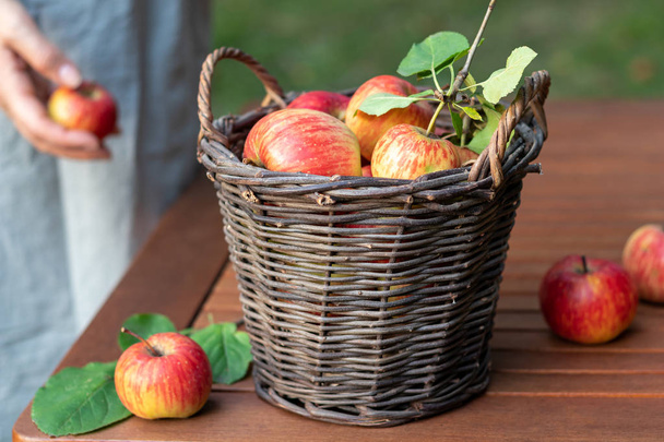 Una canasta con manzanas sobre una mesa en un jardín
 - Foto, Imagen