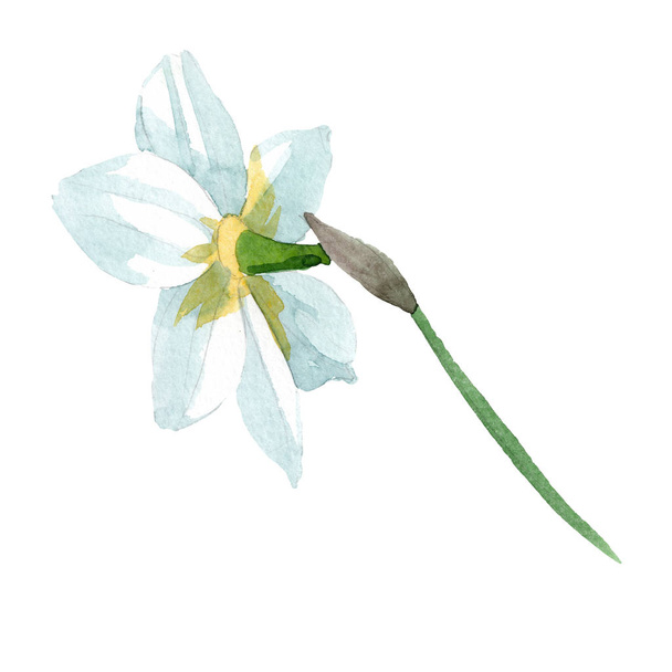 ナルキッソスの花の植物の花。水彩画の背景セット。孤立したナルキッソスイラスト要素. - 写真・画像